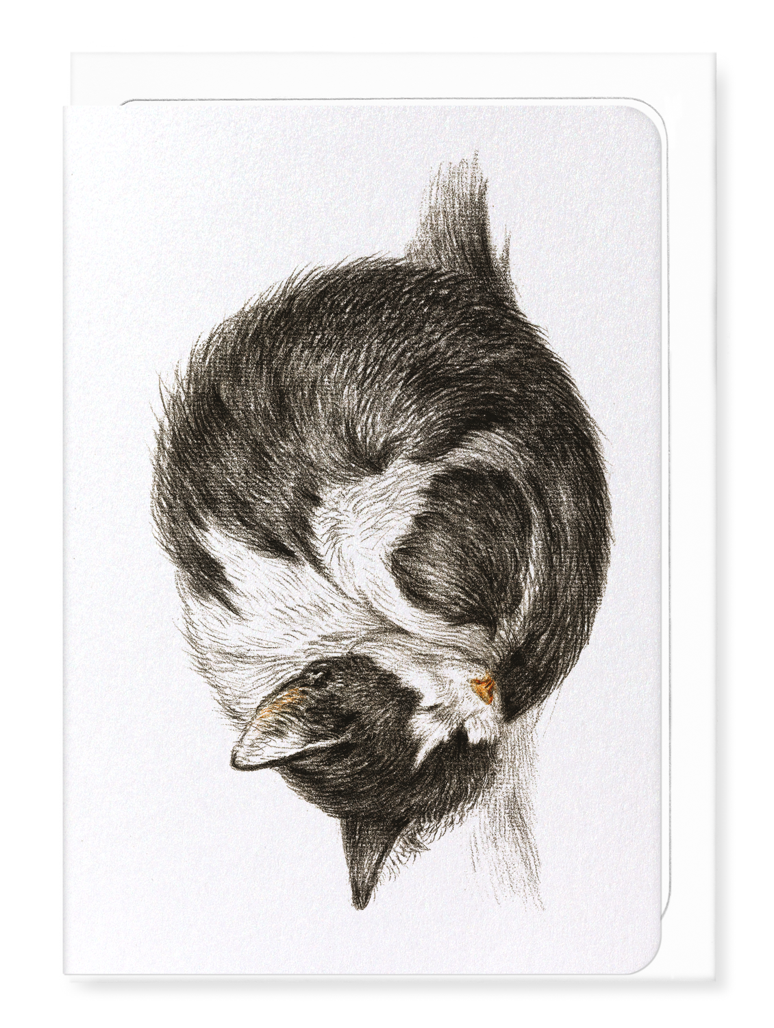 Ezen - Curled up sleeping cat (1825) - Greeting Card - Front
