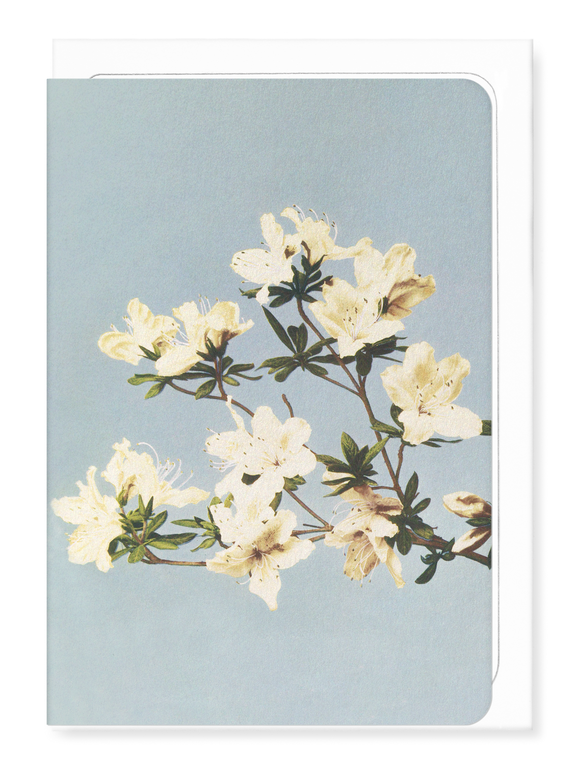 Ezen - Photomechanical print of Azaleas (c.1890) - Greeting Card - Front