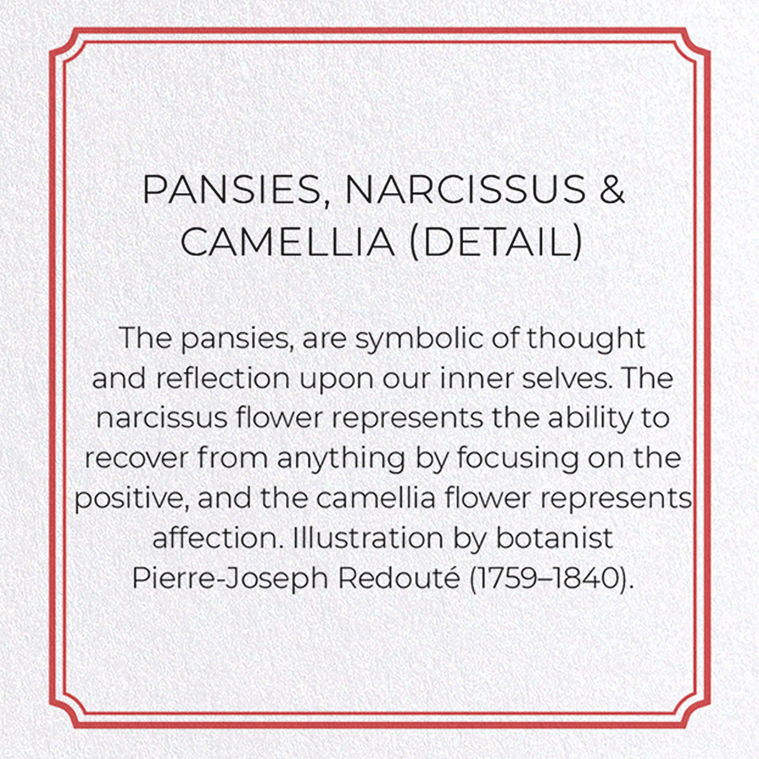 PANSIES, NARCISSUS & CAMELLIA