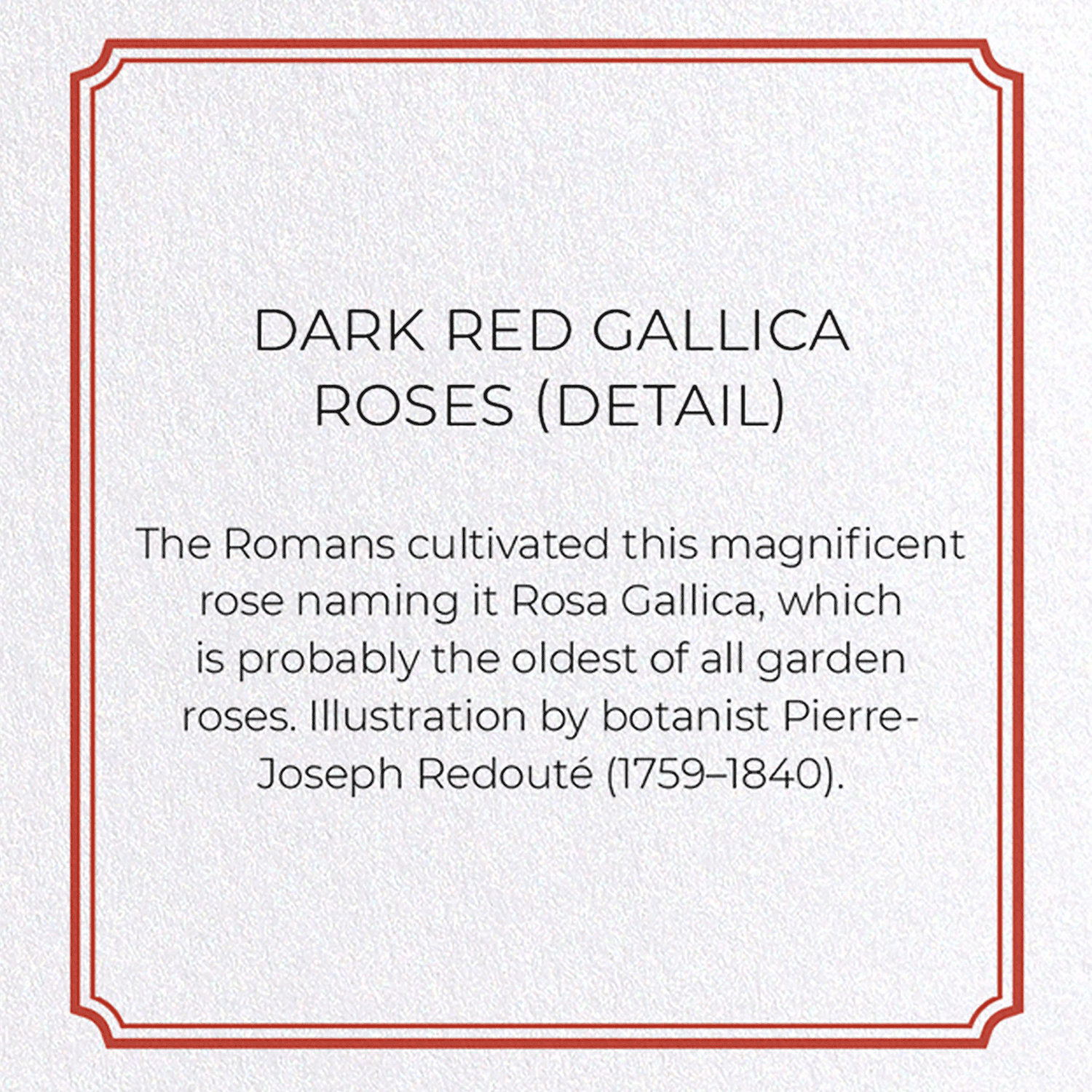 DARK RED GALLICA ROSES