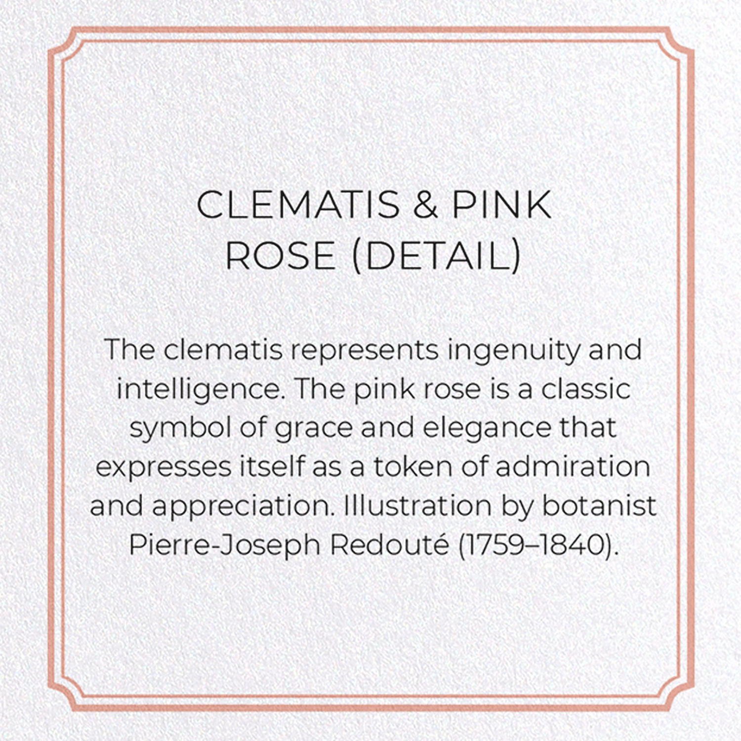 CLEMATIS & PINK ROSE