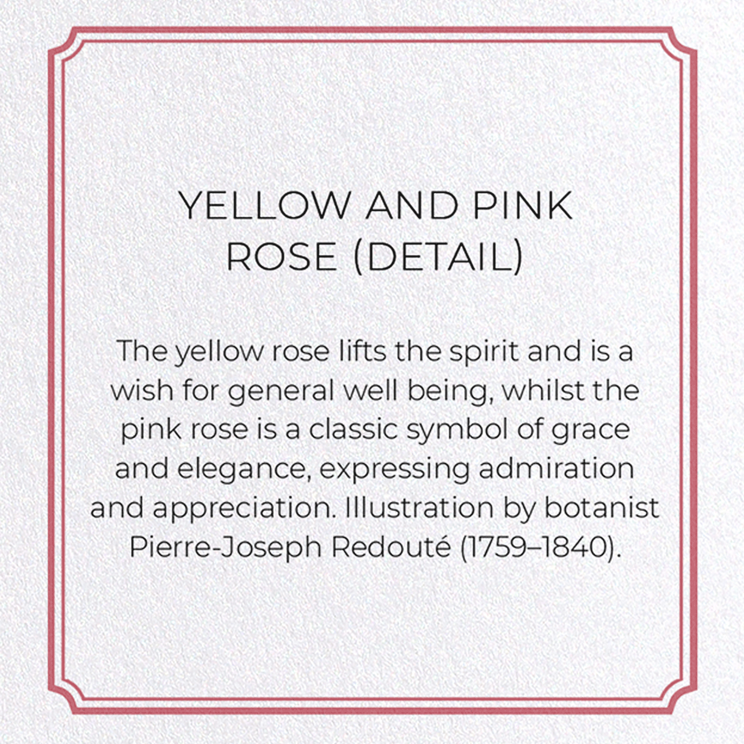 YELLOW AND PINK ROSE