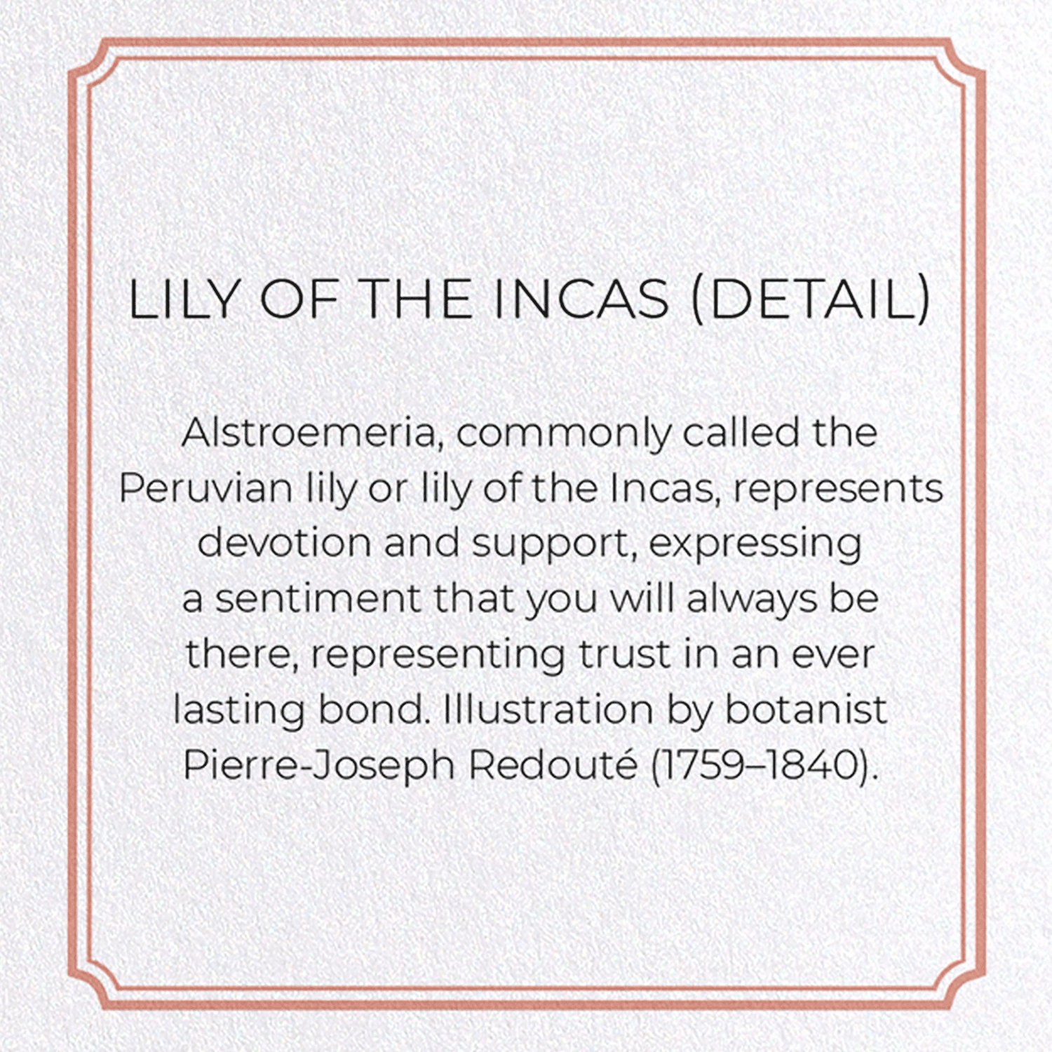 LILY OF THE INCAS