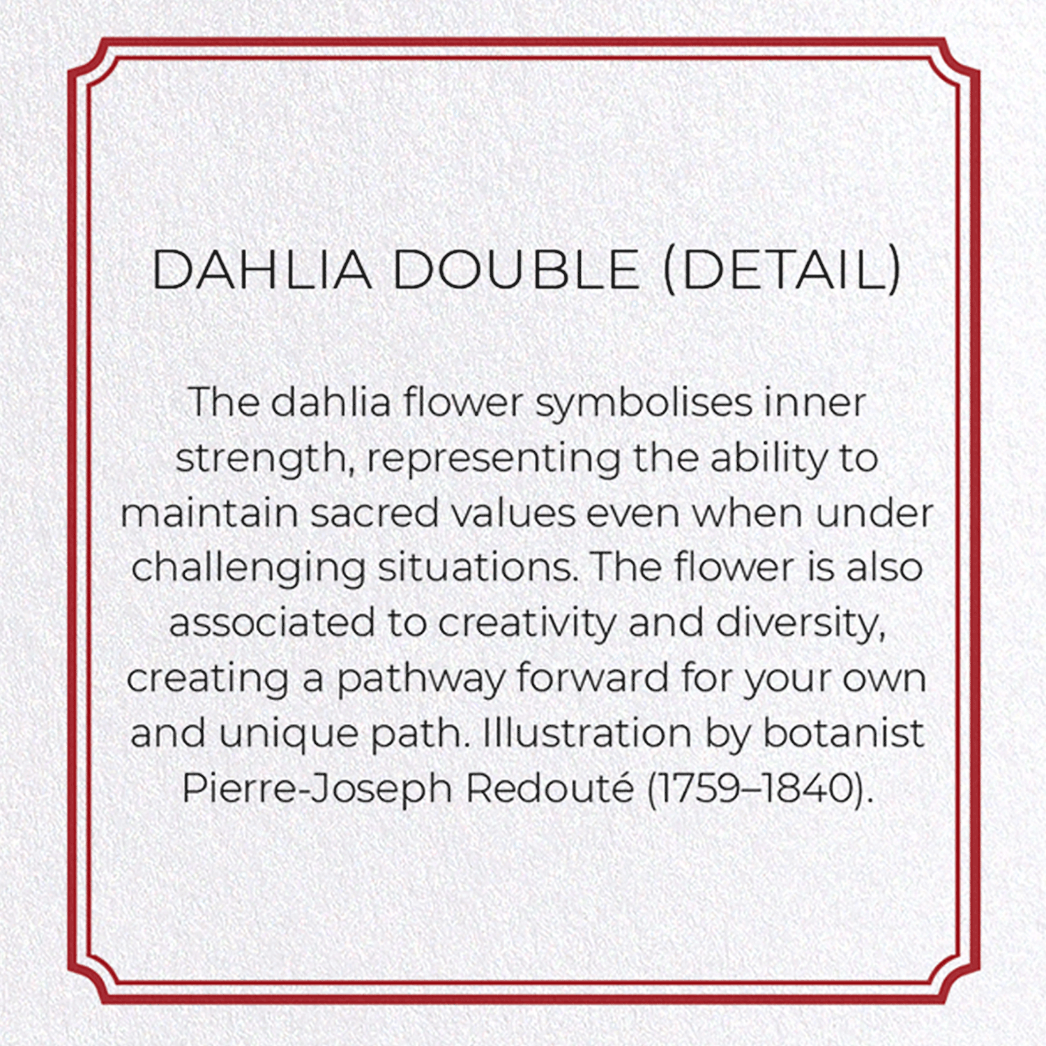 DAHLIA DOUBLE
