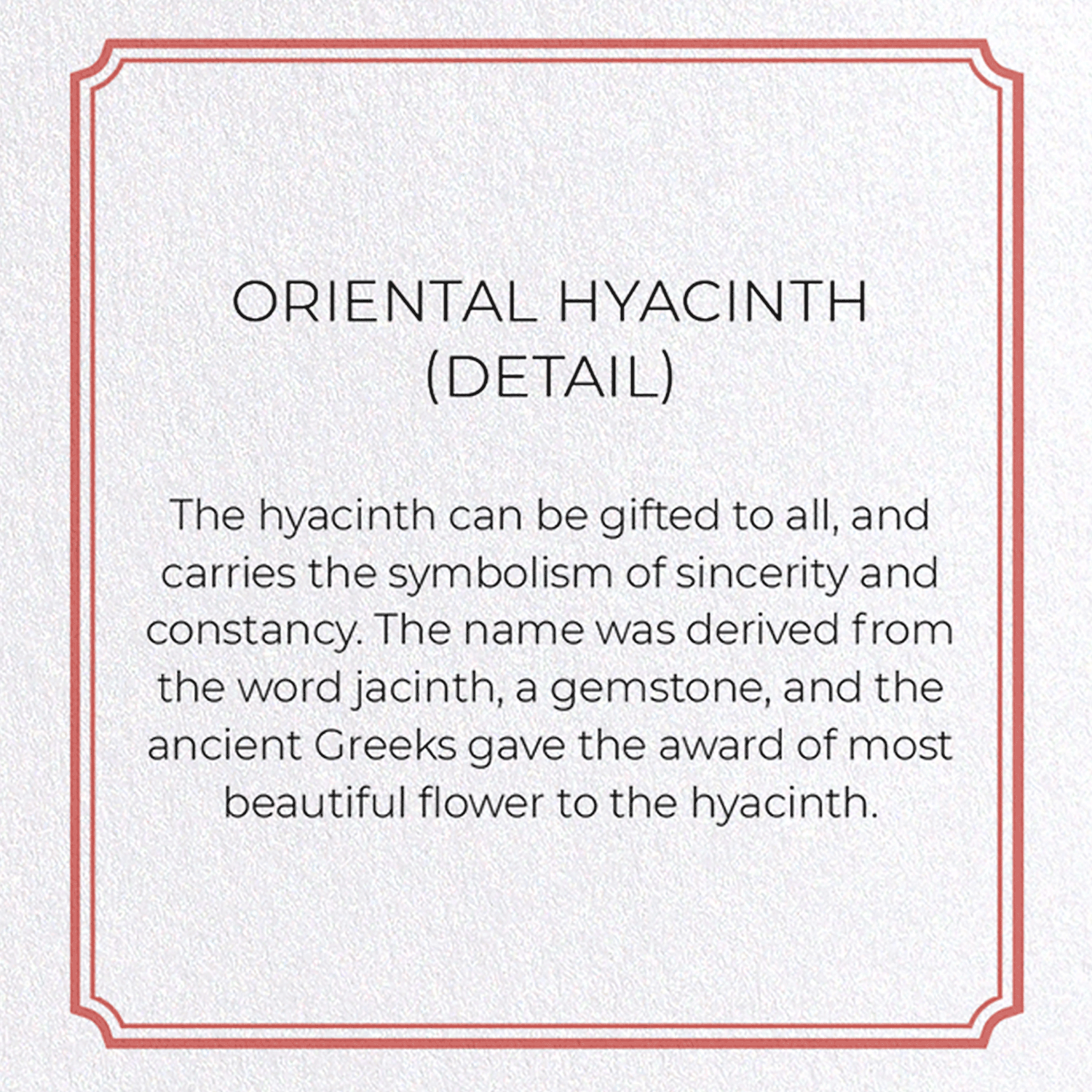 ORIENTAL HYACINTH