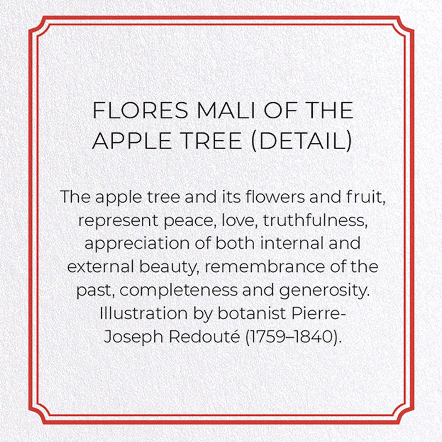FLORES MALI OF THE APPLE TREE
