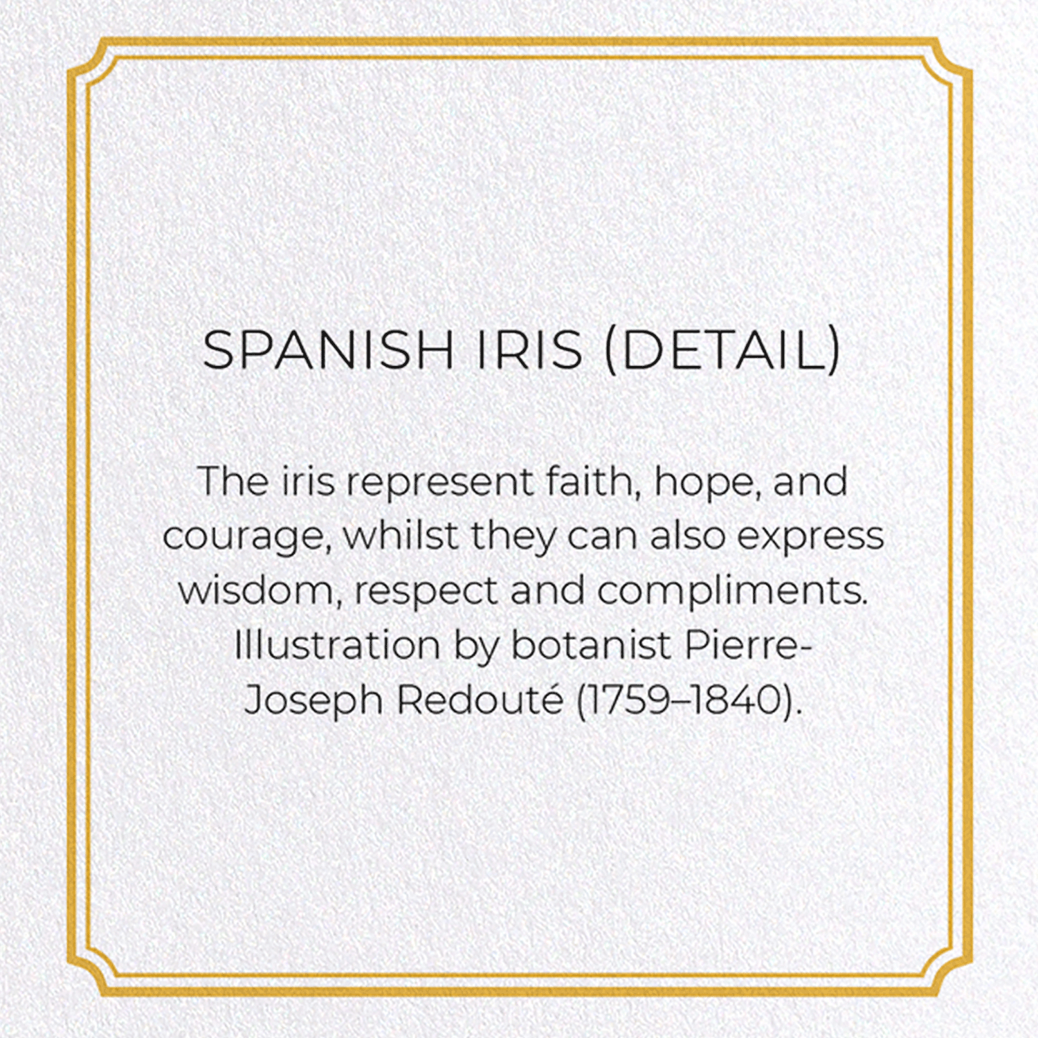 SPANISH IRIS