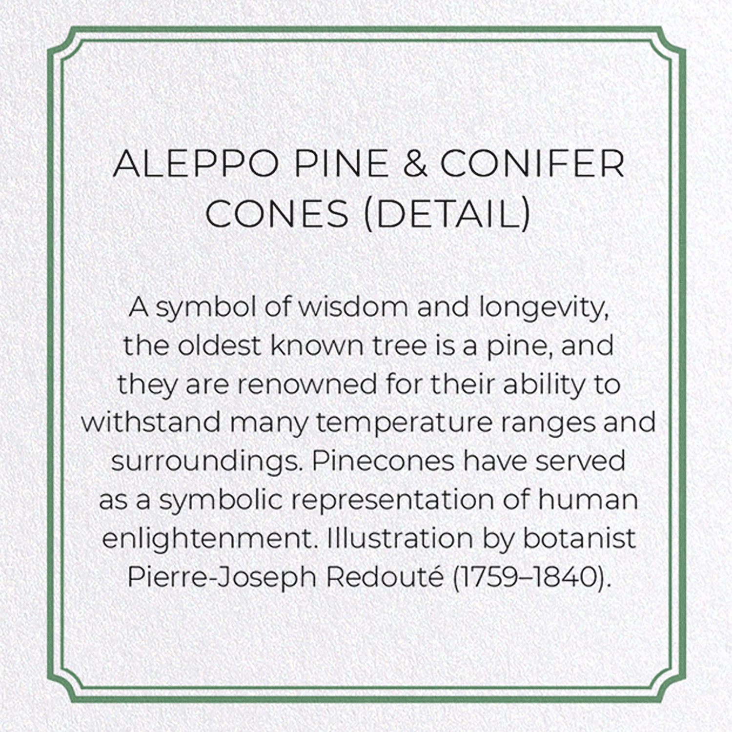 ALEPPO PINE & CONIFER CONES