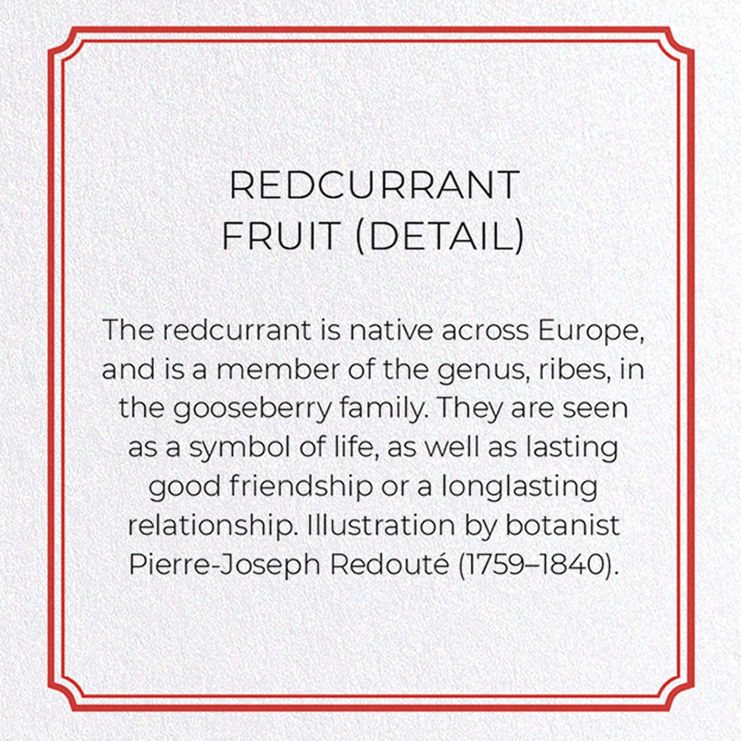 REDCURRANT FRUIT