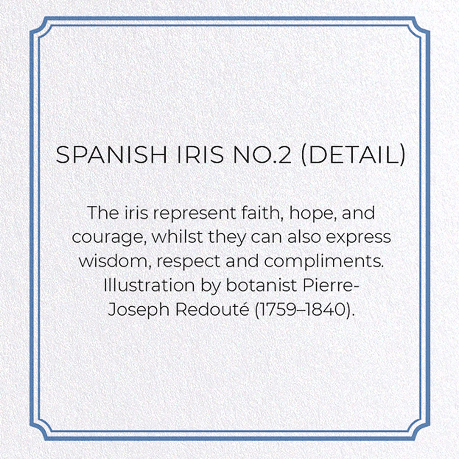 SPANISH IRIS NO.2