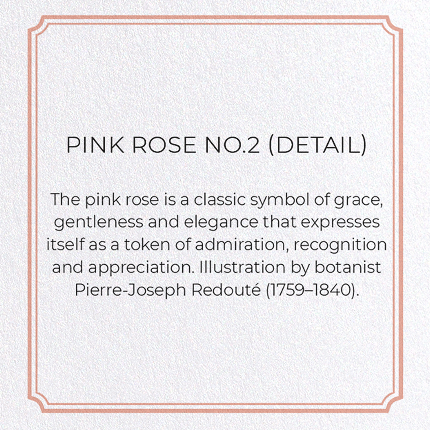 PINK ROSE NO.2