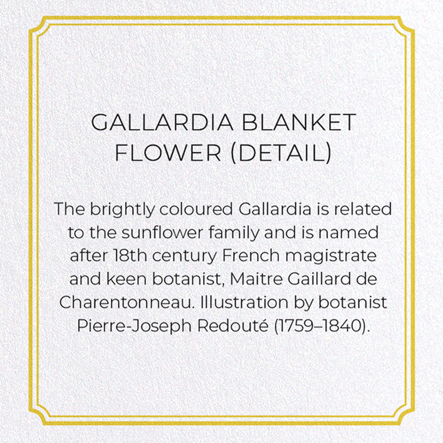 GALLARDIA BLANKET FLOWER