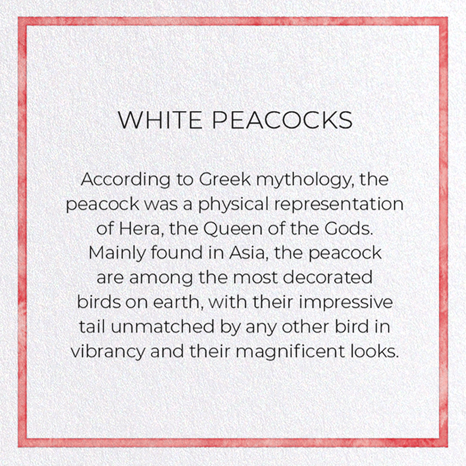 WHITE PEACOCKS