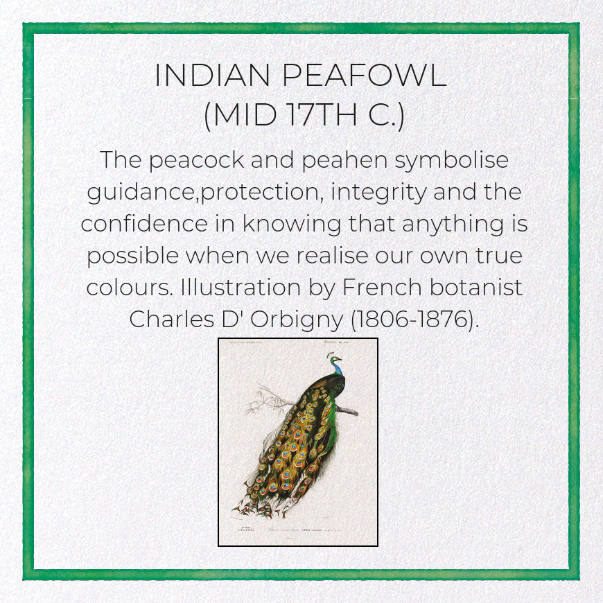 INDIAN PEAFOWL (MID 17TH C.)