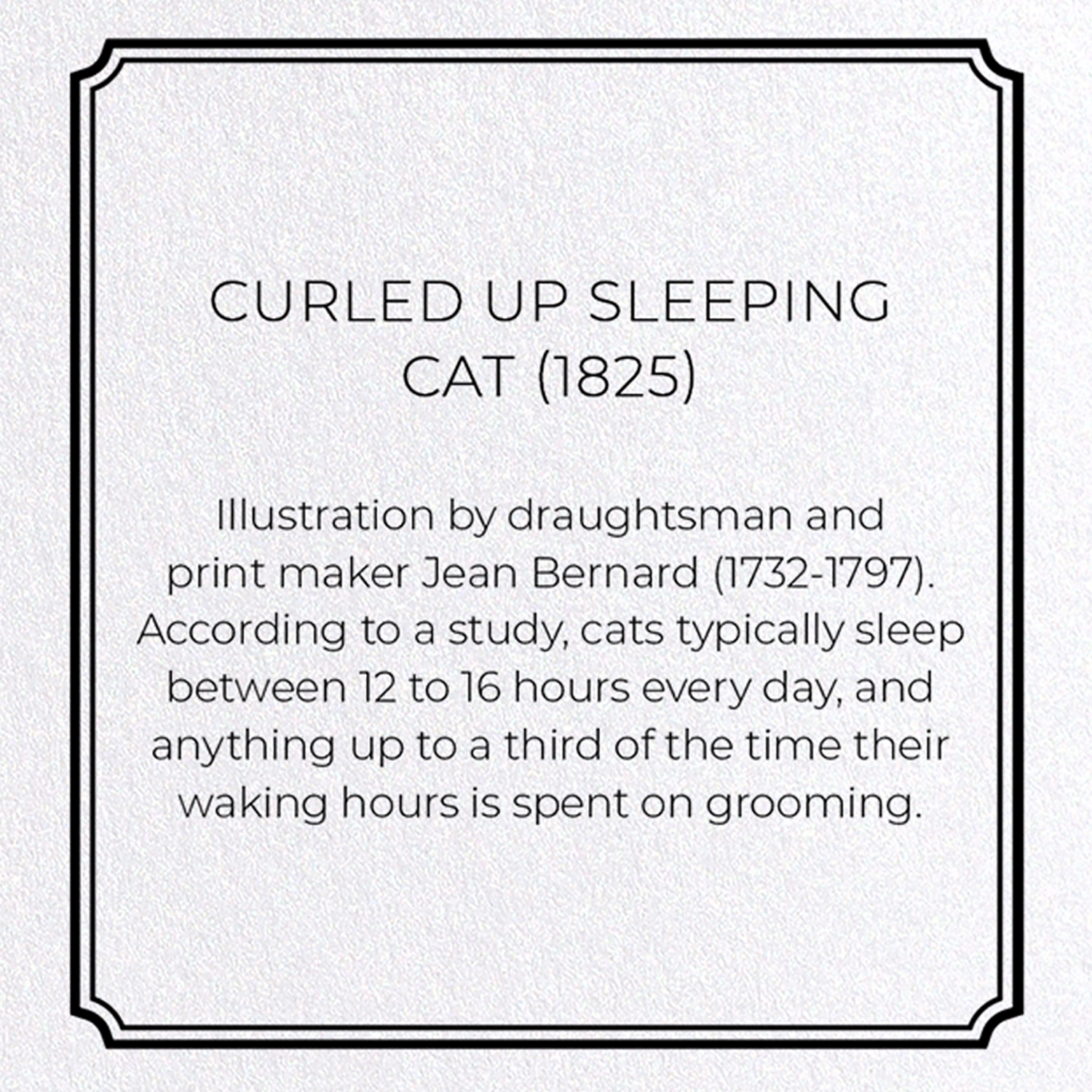 CURLED UP SLEEPING CAT (1825)