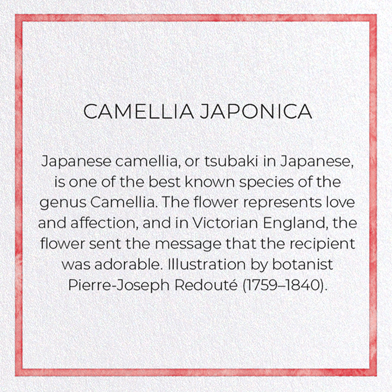 CAMELLIA JAPONICA