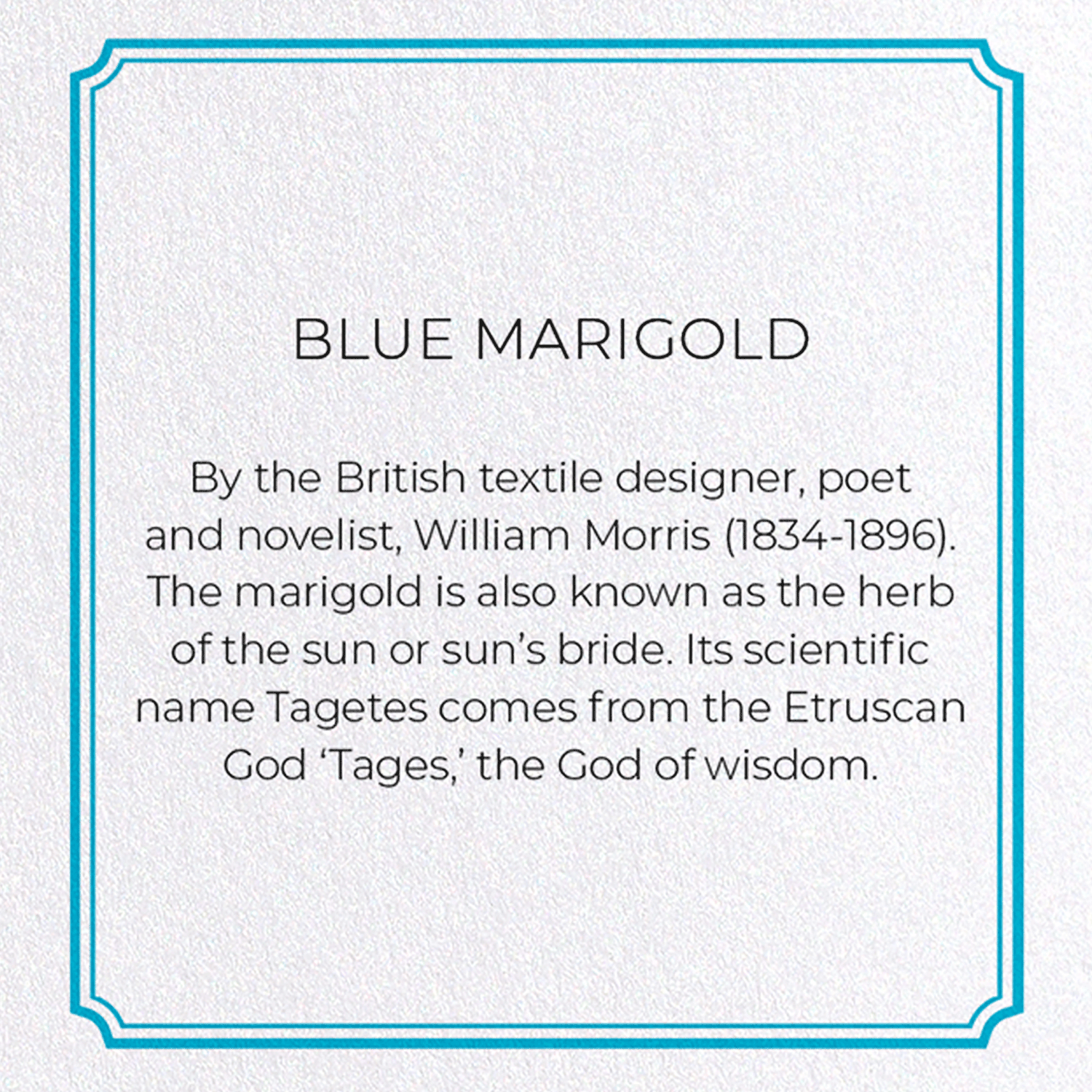 BLUE MARIGOLD