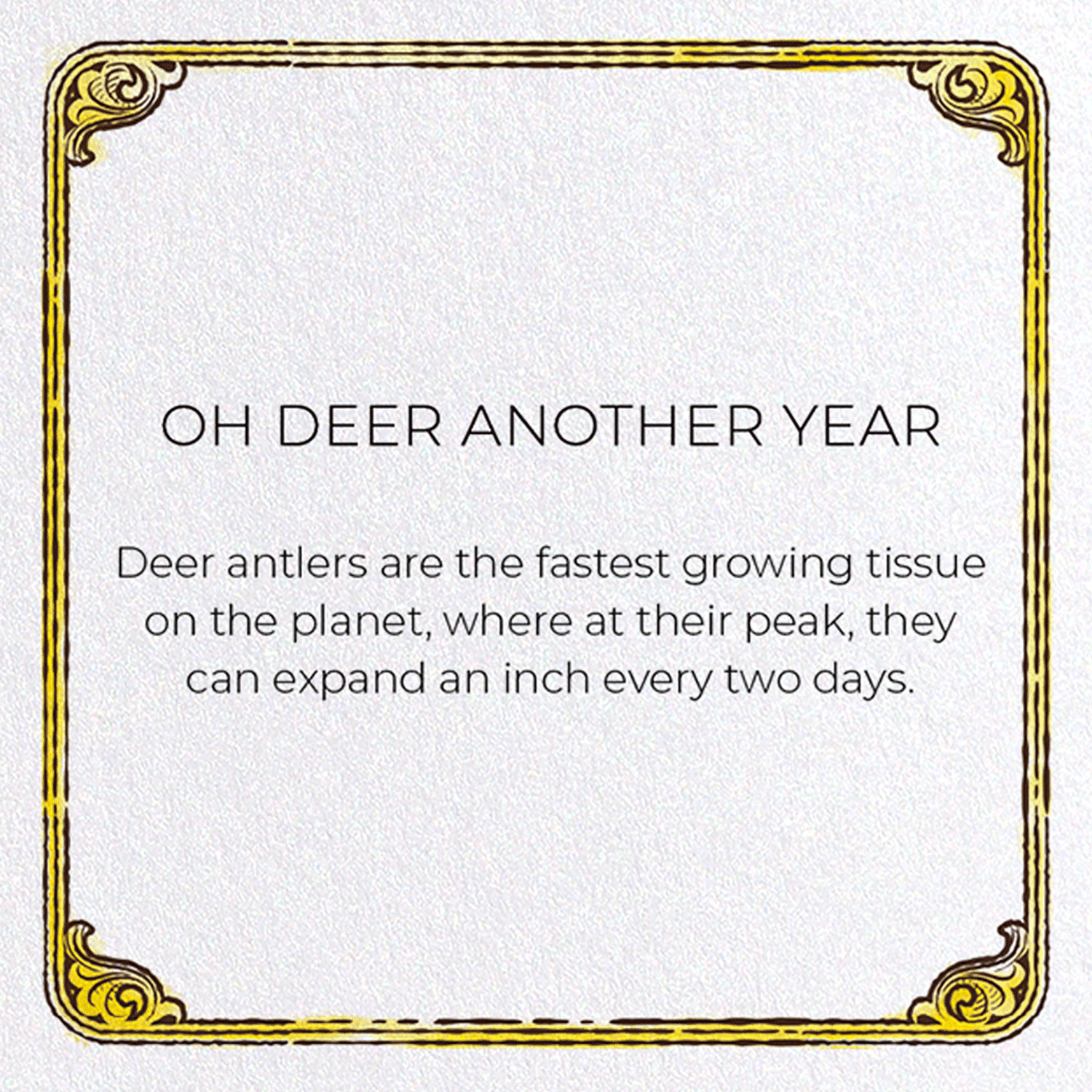 OH DEER ANOTHER YEAR