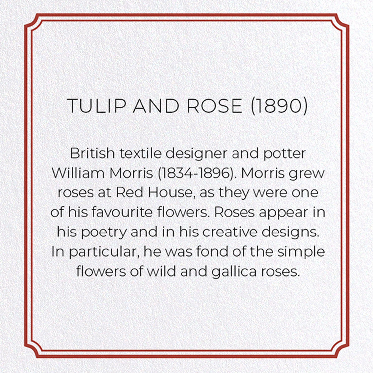 TULIP AND ROSE (1890)