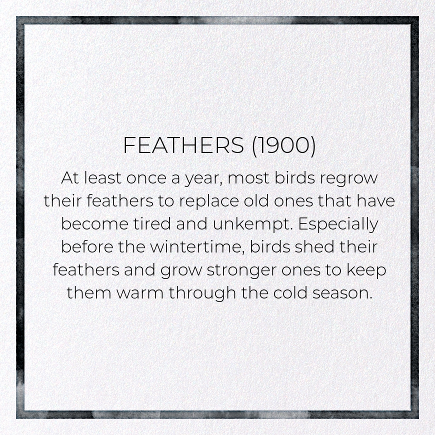 FEATHERS (1900)