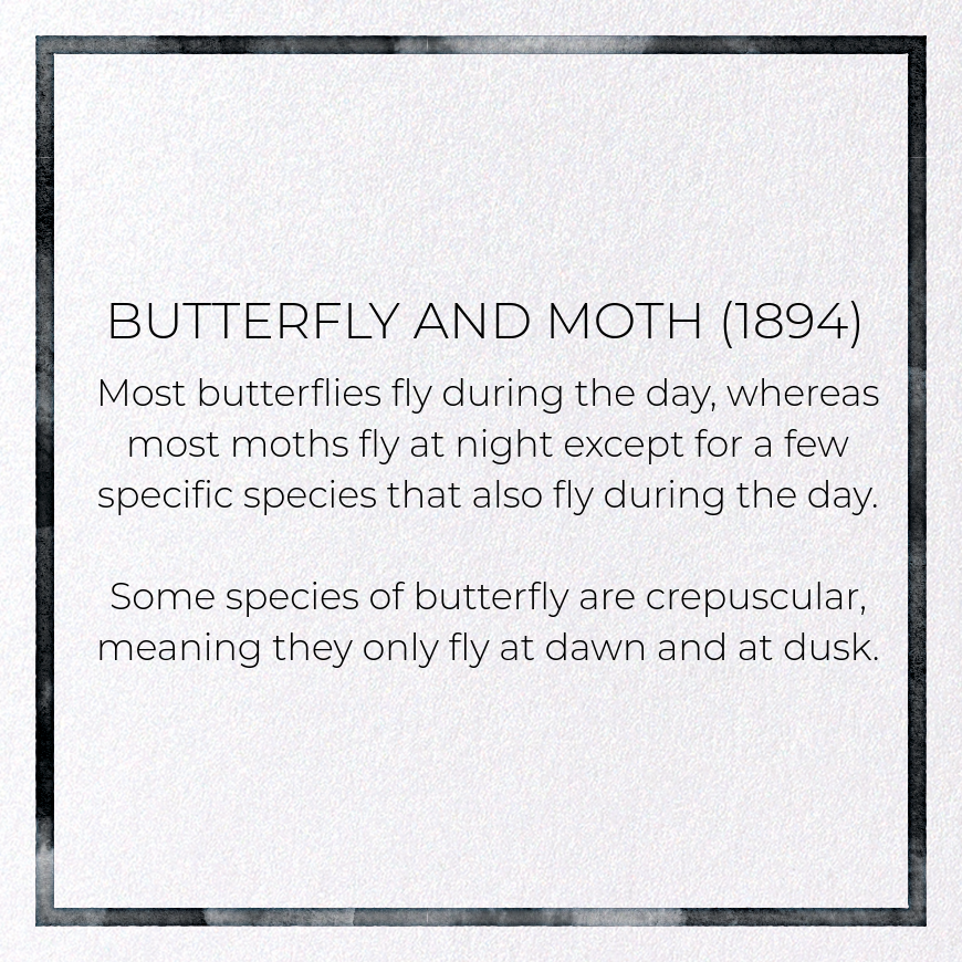 BUTTERFLY AND MOTH (1894)