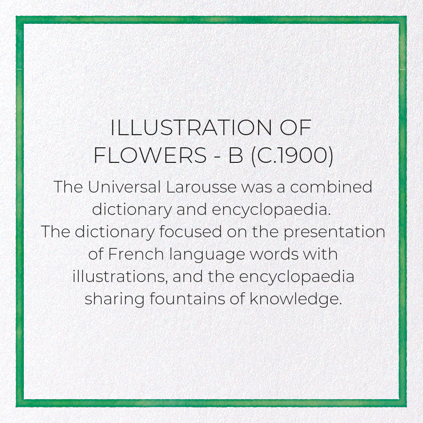 ILLUSTRATION OF FLOWERS - B (C.1900)