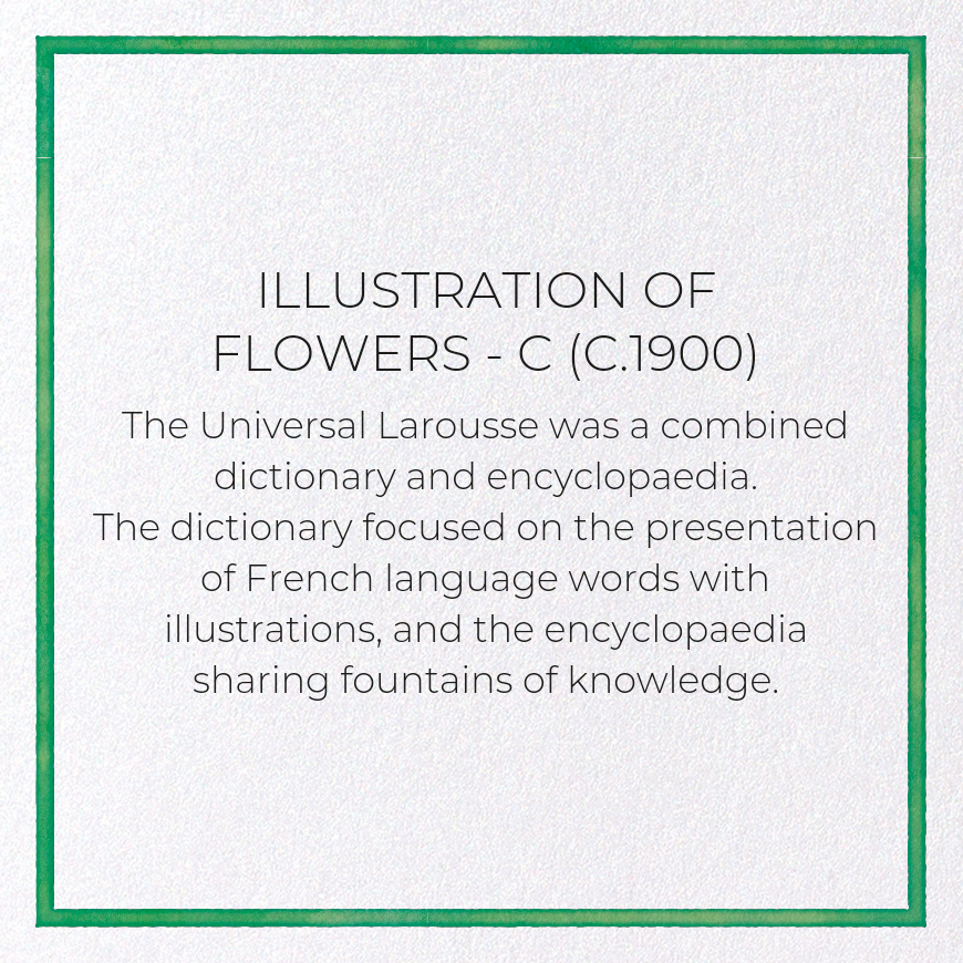 ILLUSTRATION OF FLOWERS - C (C.1900)