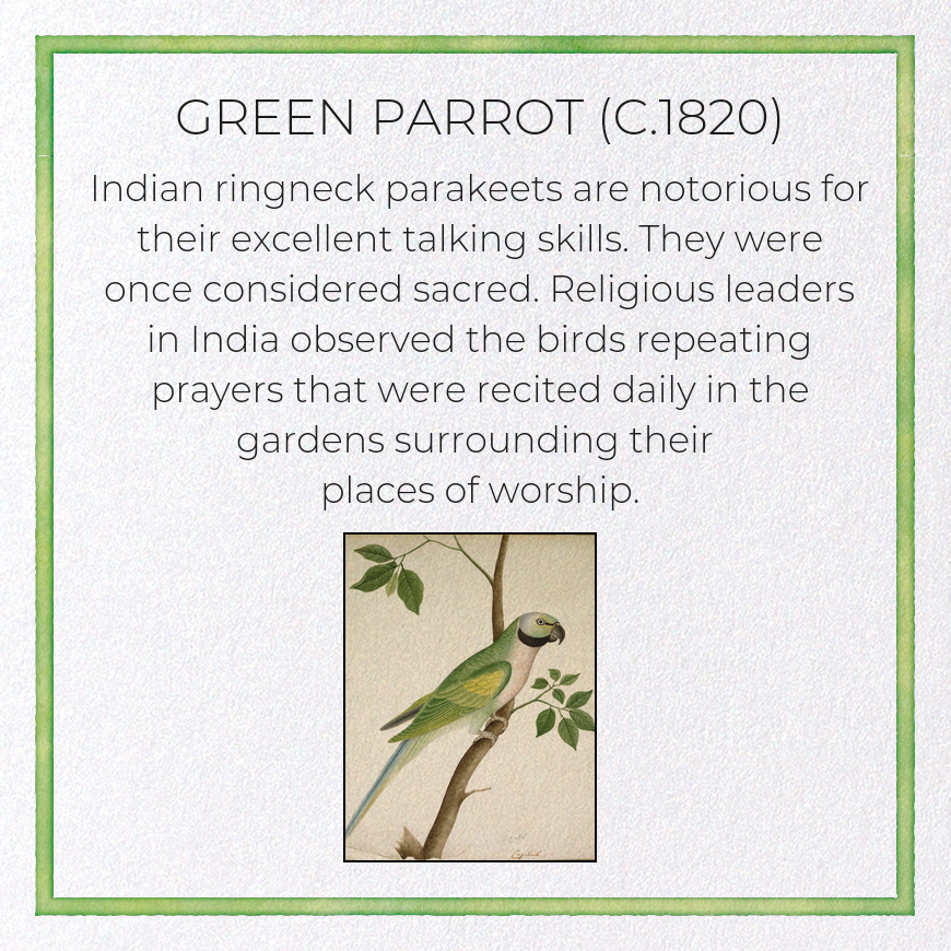 GREEN PARROT (C.1820)