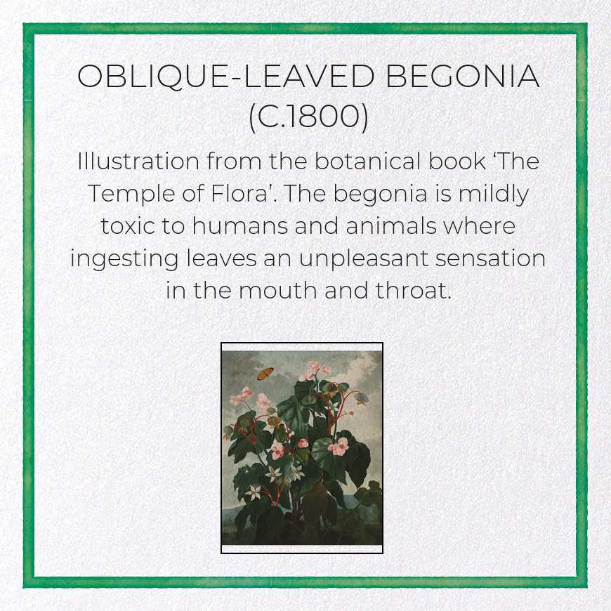 OBLIQUE-LEAVED BEGONIA (C.1800)