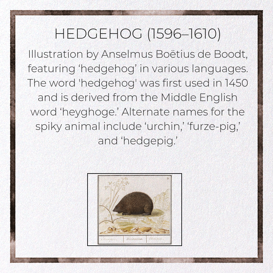HEDGEHOG (1596–1610)