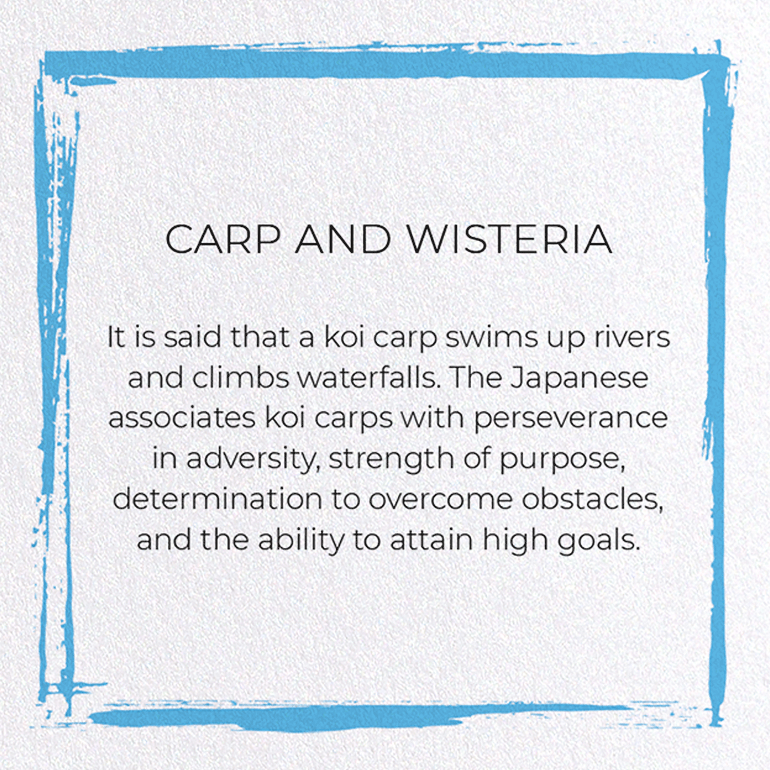 CARP AND WISTERIA