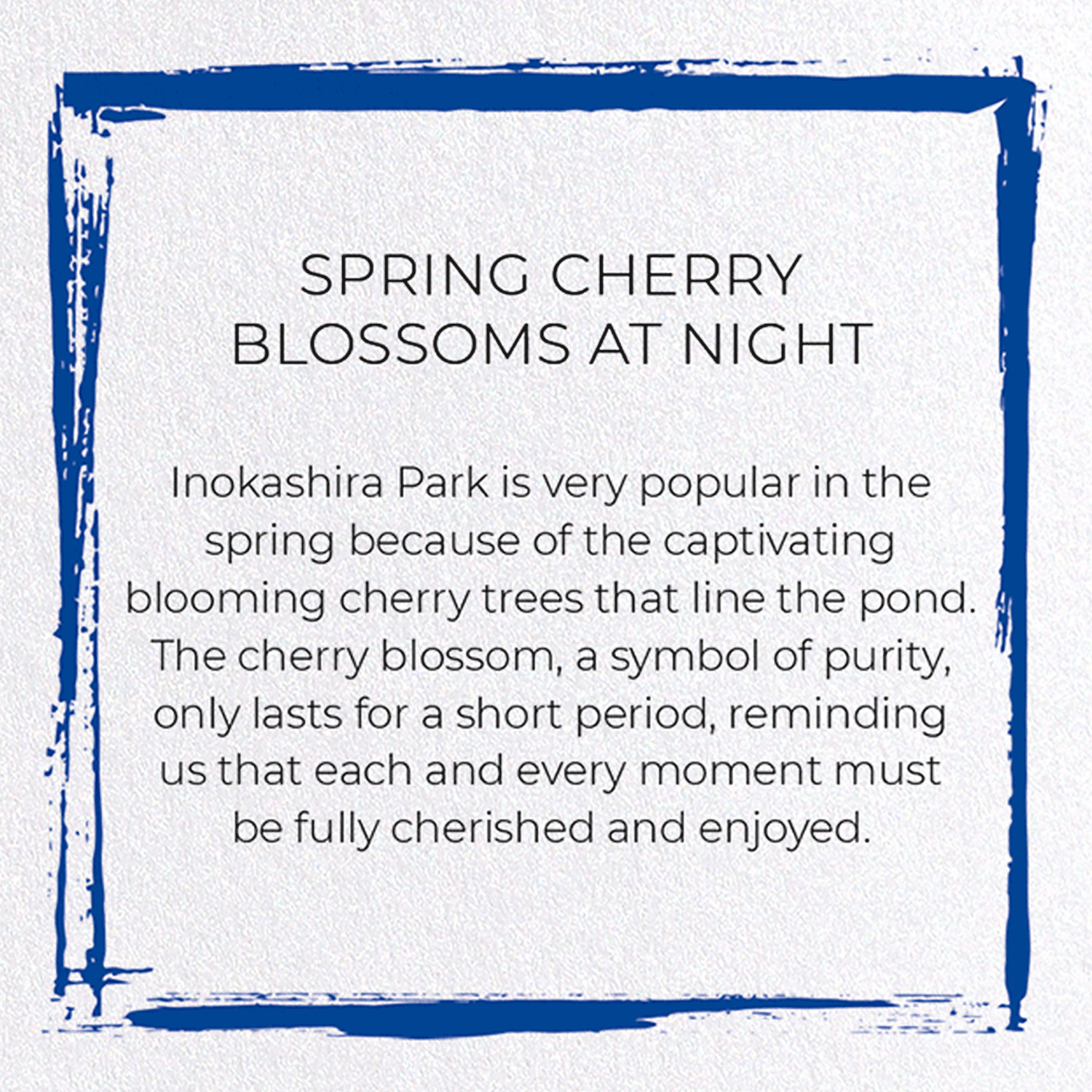 SPRING CHERRY BLOSSOMS AT NIGHT