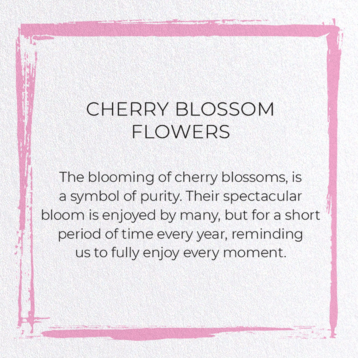 CHERRY BLOSSOM FLOWERS