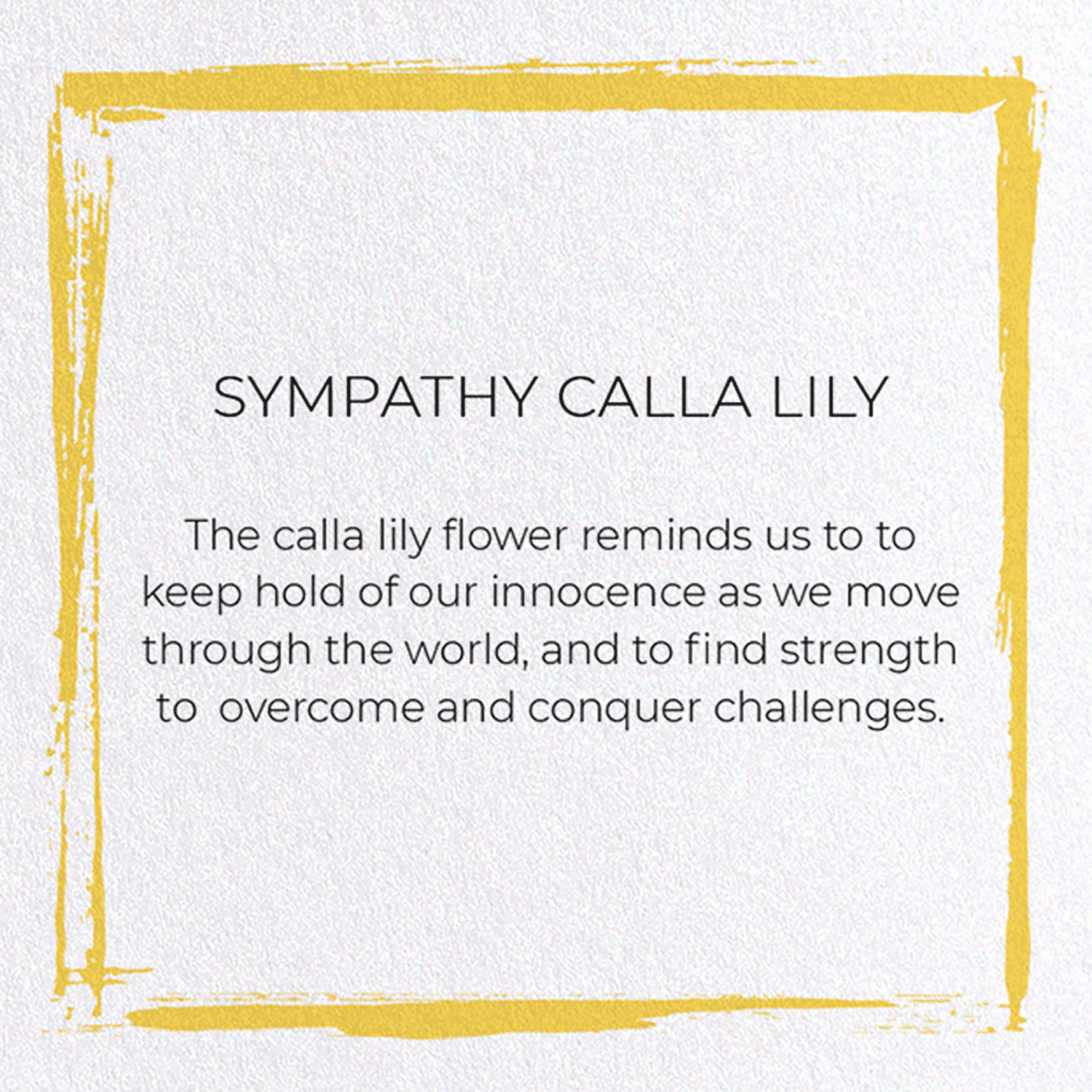 SYMPATHY CALLA LILY