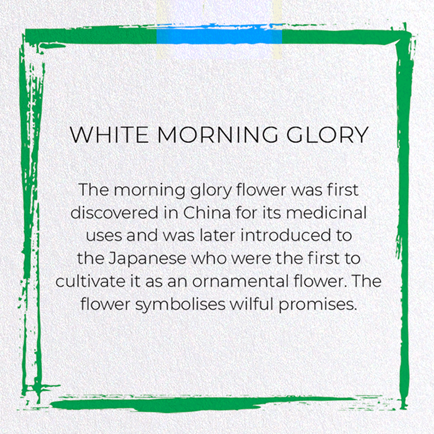WHITE MORNING GLORY