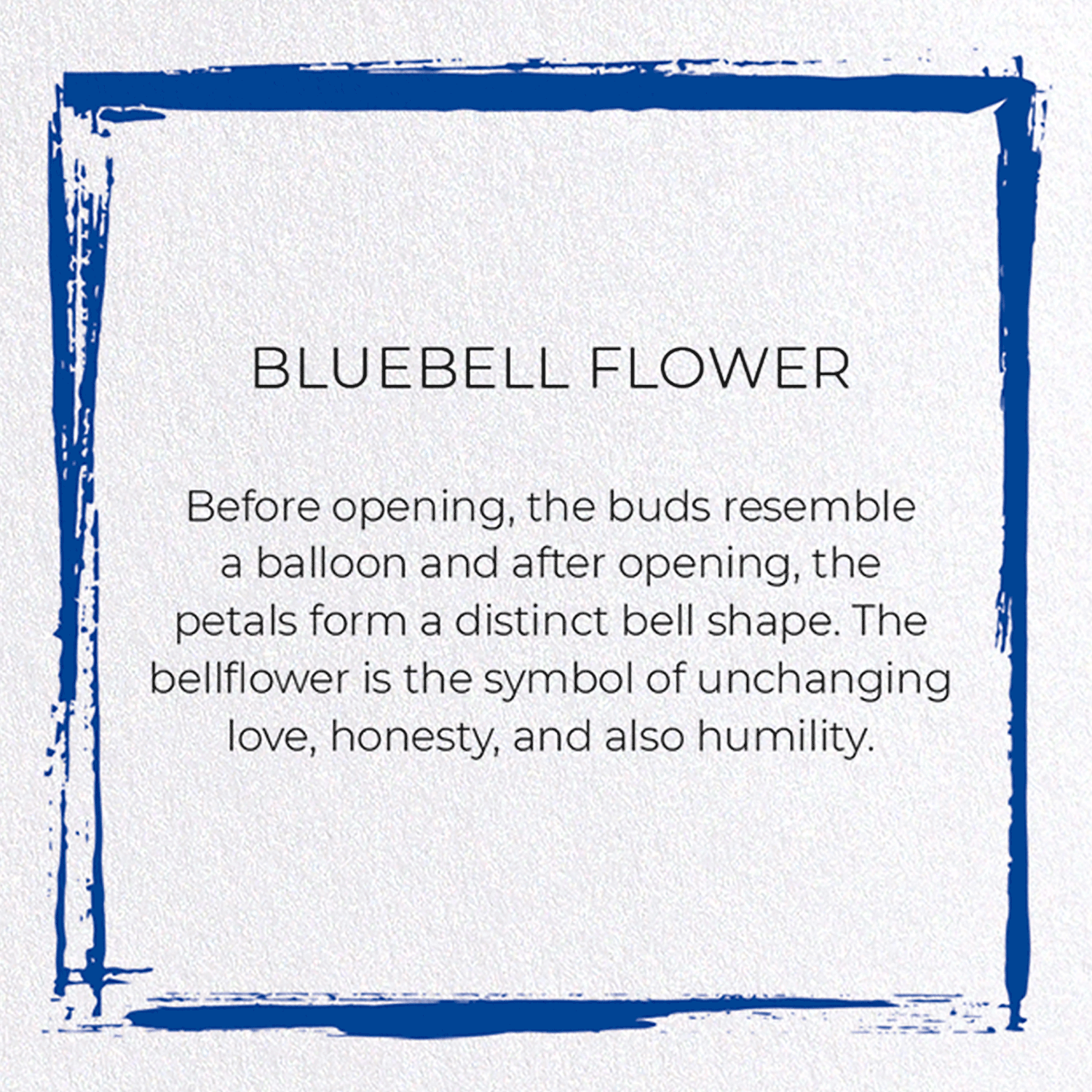 BLUEBELL FLOWER