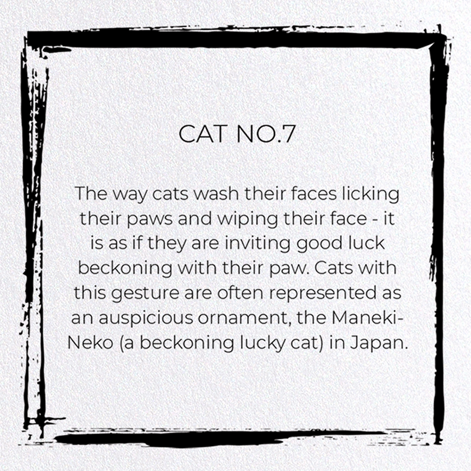CAT NO.7