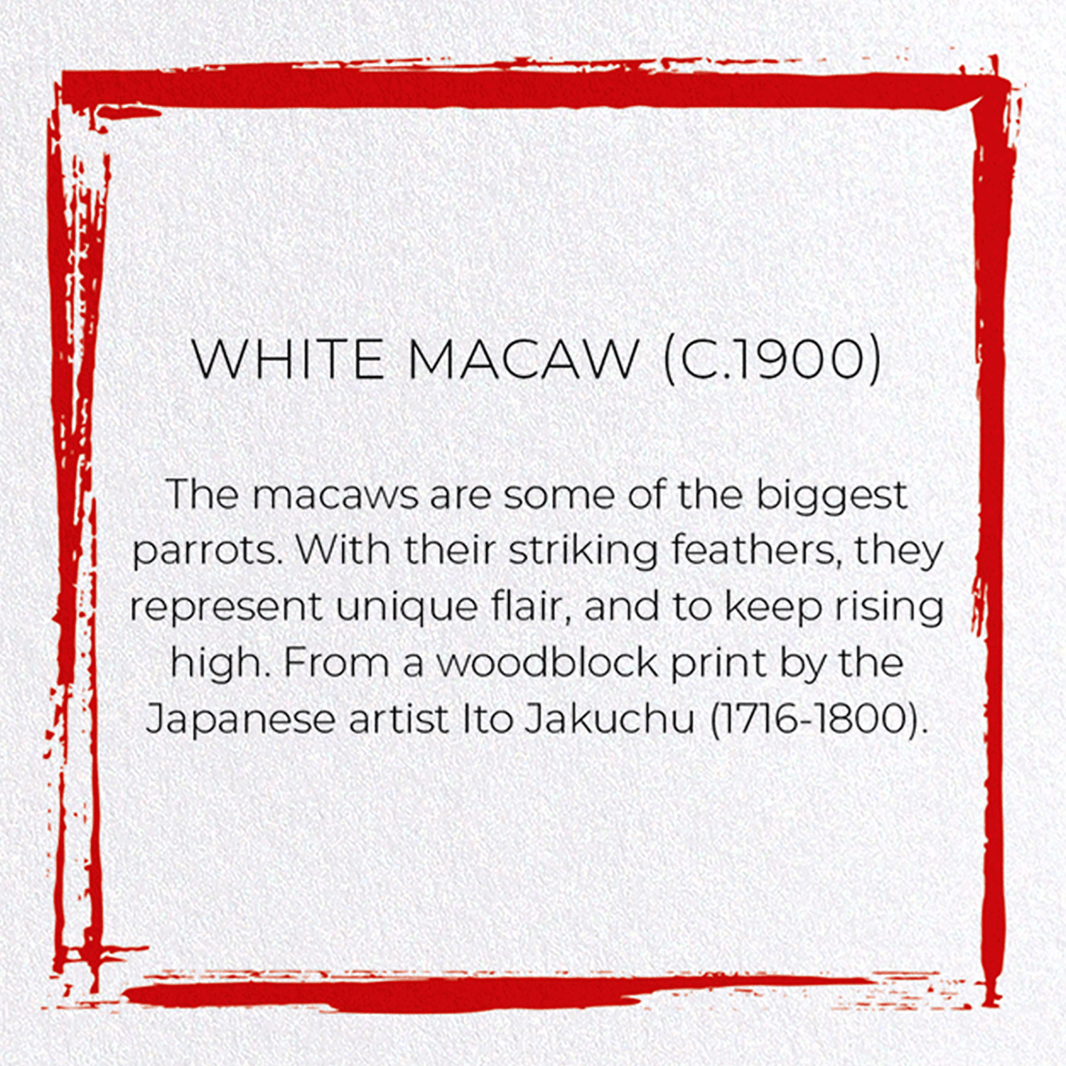 WHITE MACAW (C.1900)
