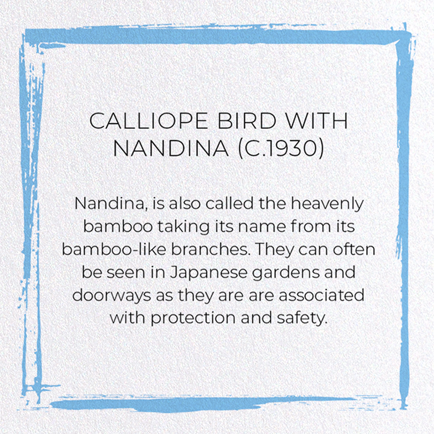 CALLIOPE BIRD WITH NANDINA (C.1930)