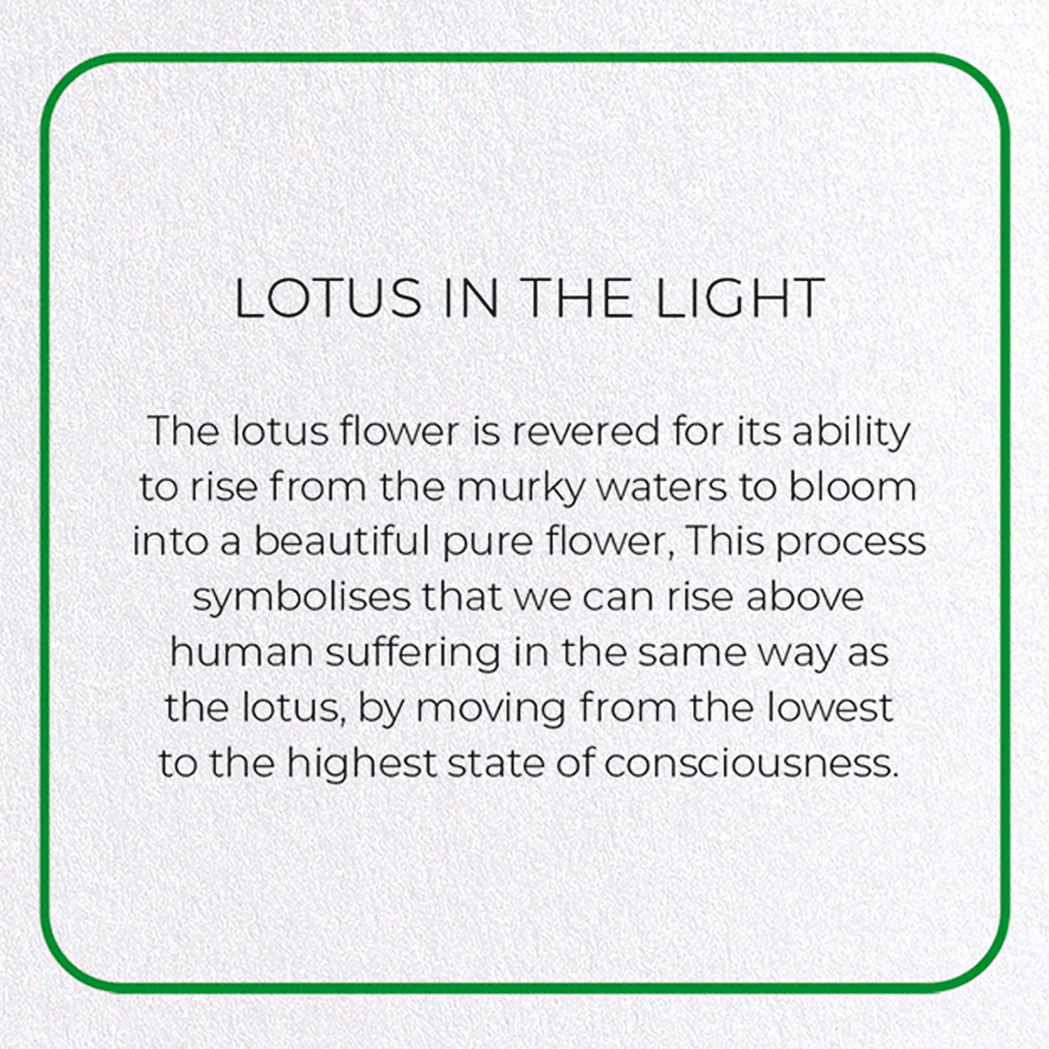 LOTUS IN THE LIGHT