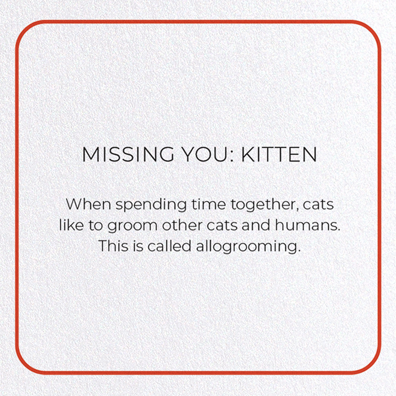 MISSING YOU: KITTEN