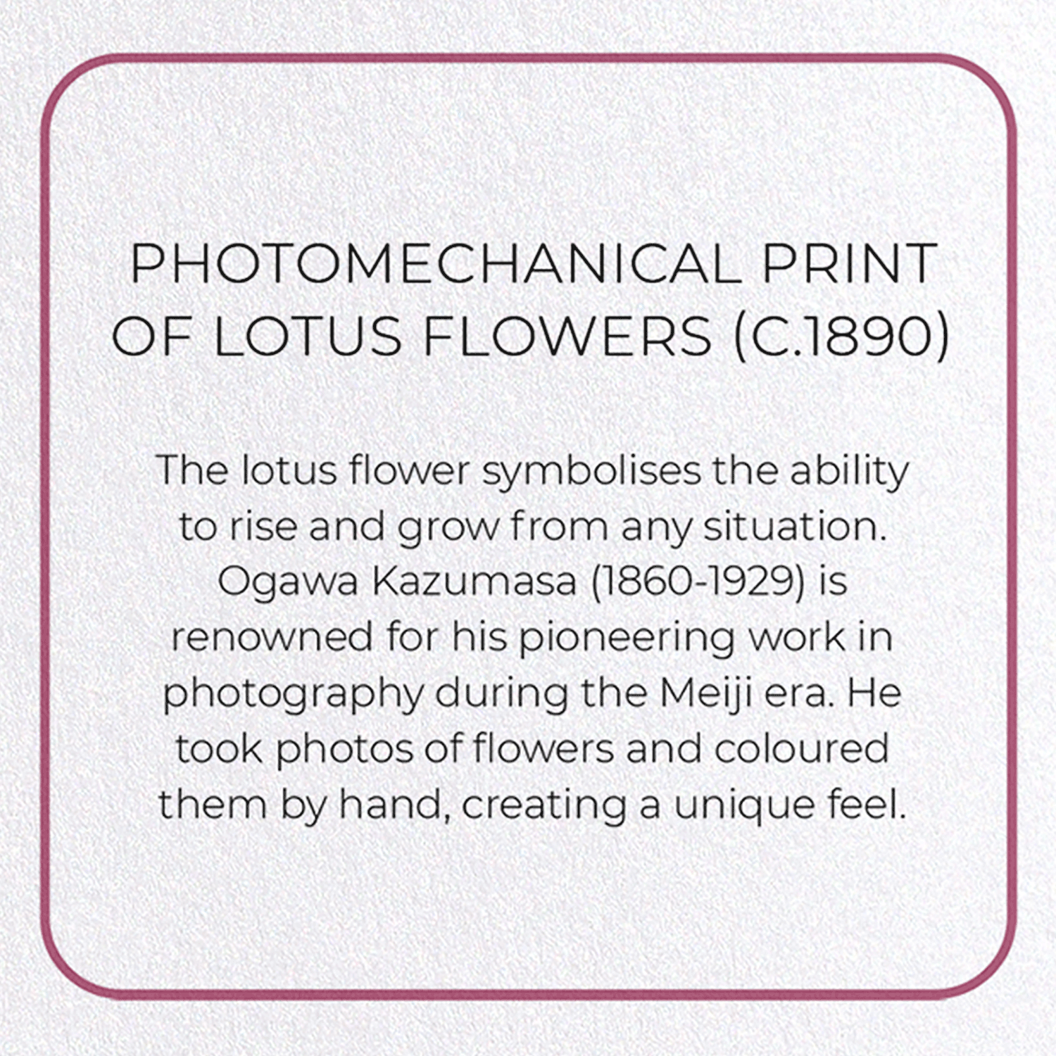 PHOTOMECHANICAL PRINT OF LOTUS FLOWERS (C.1890)
