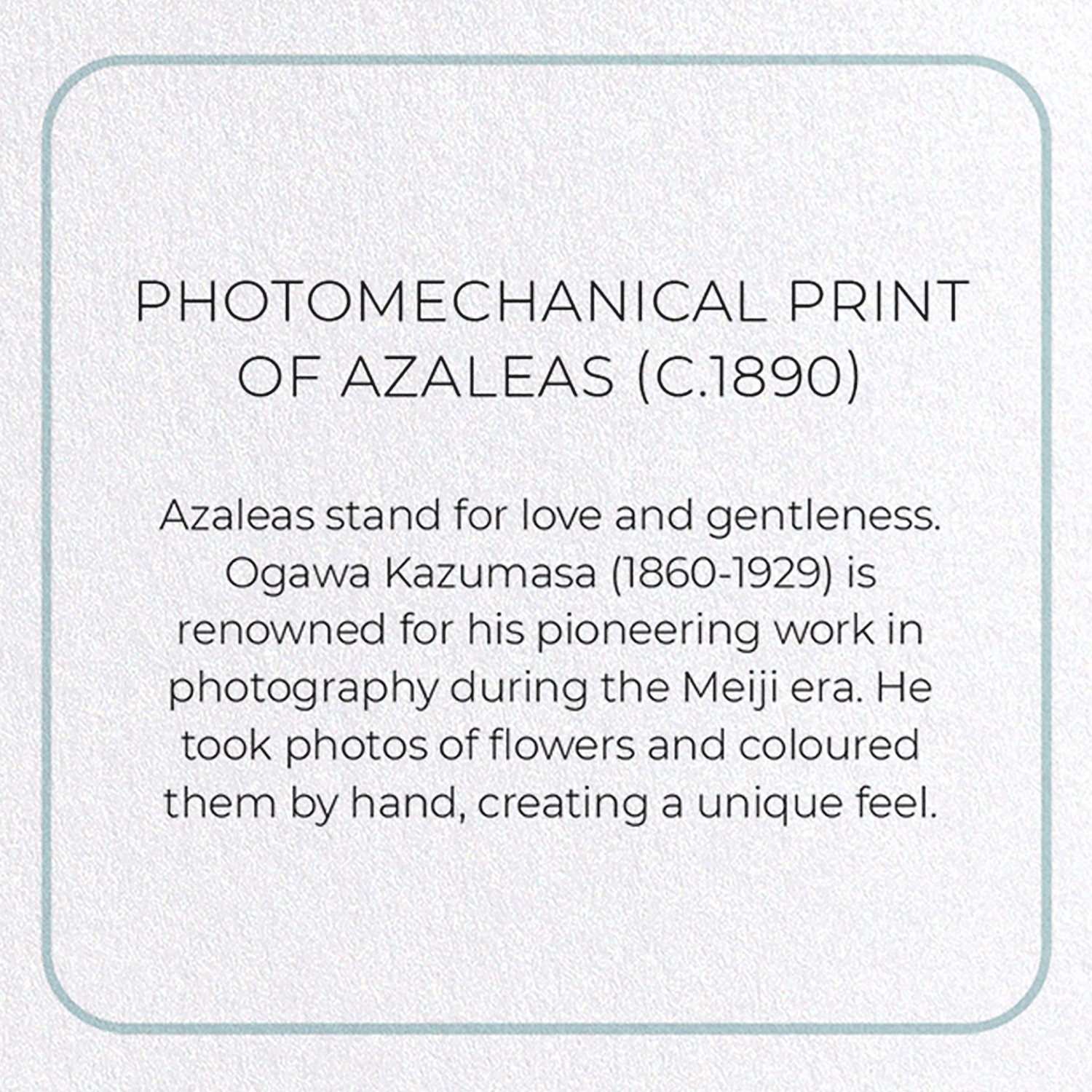 PHOTOMECHANICAL PRINT OF AZALEAS (C.1890)