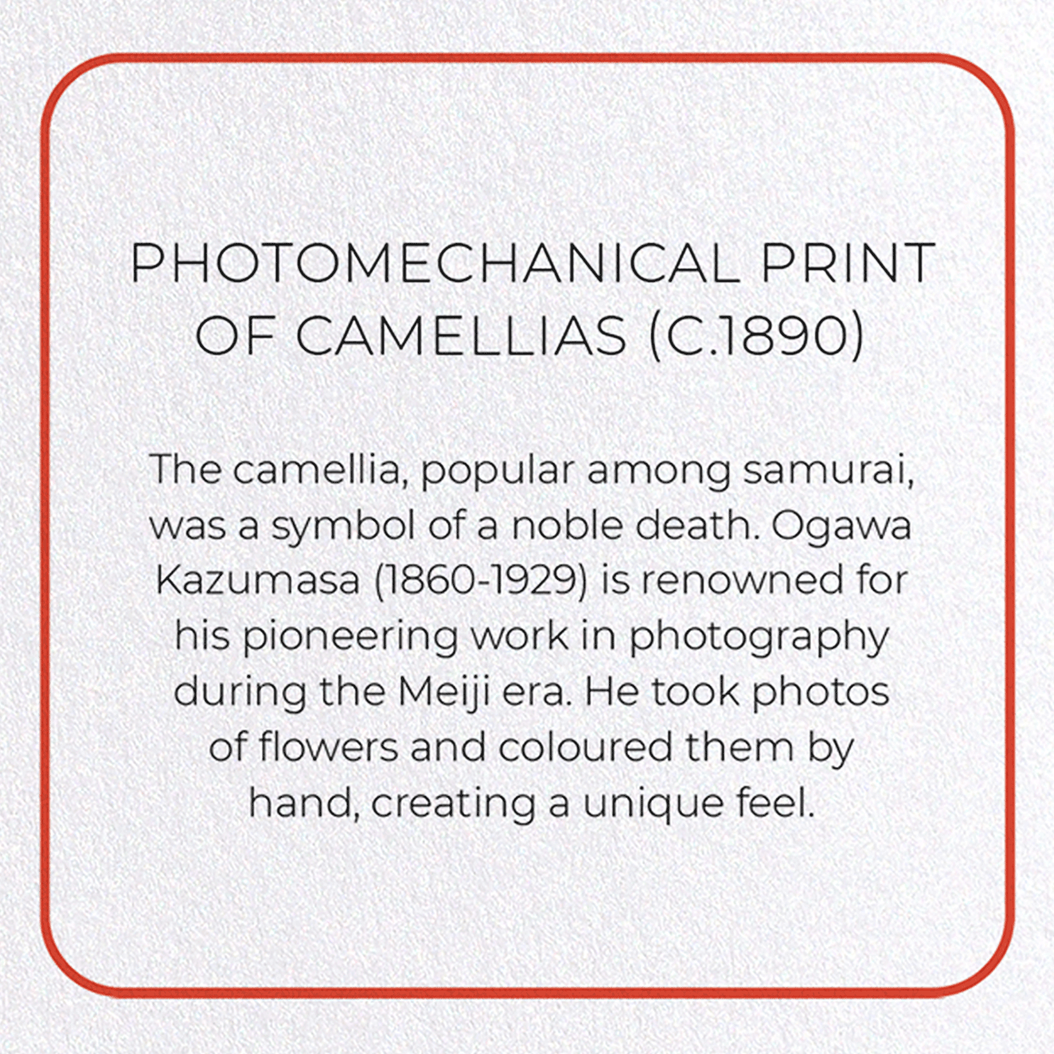 PHOTOMECHANICAL PRINT OF CAMELLIAS (C.1890)