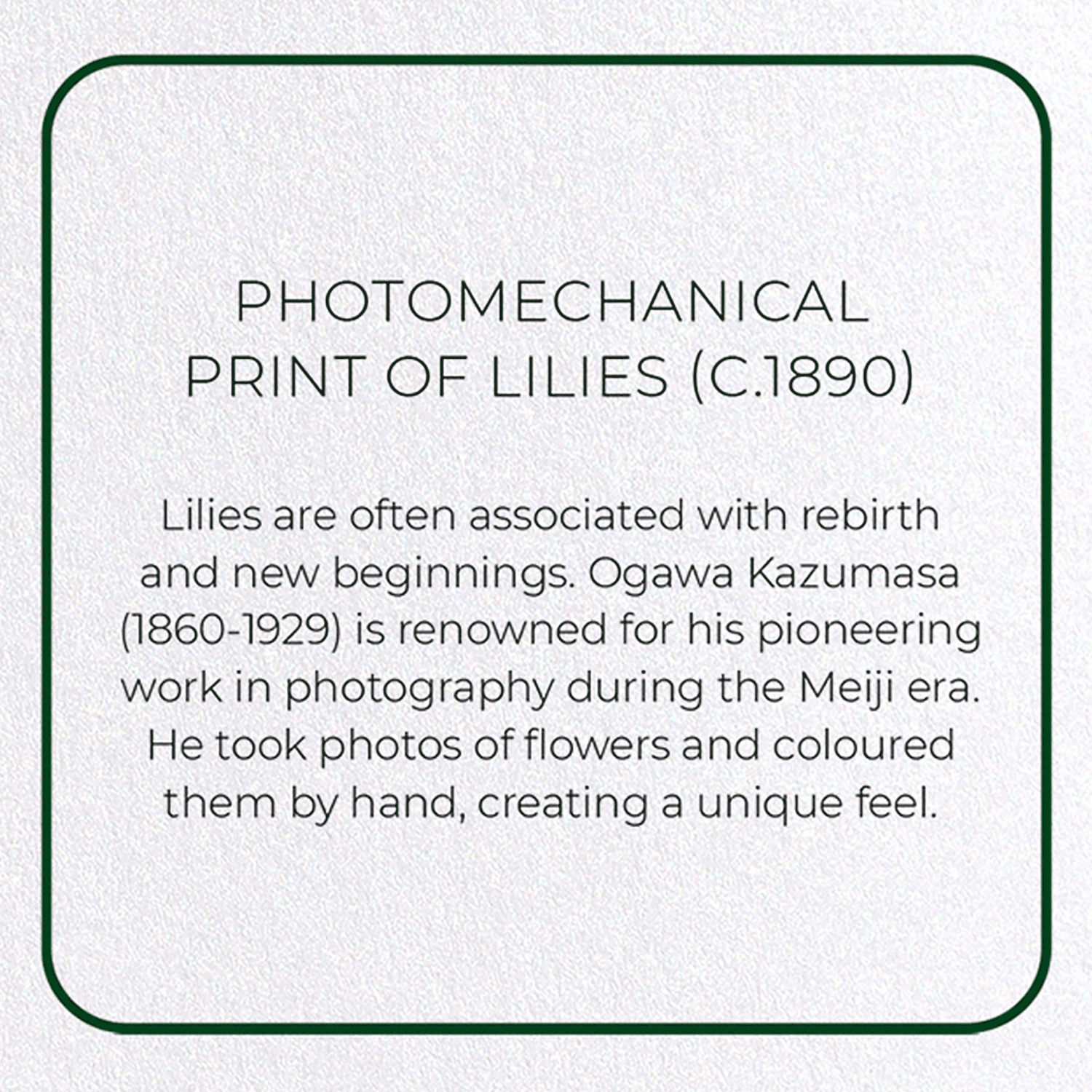 PHOTOMECHANICAL PRINT OF LILIES (C.1890)