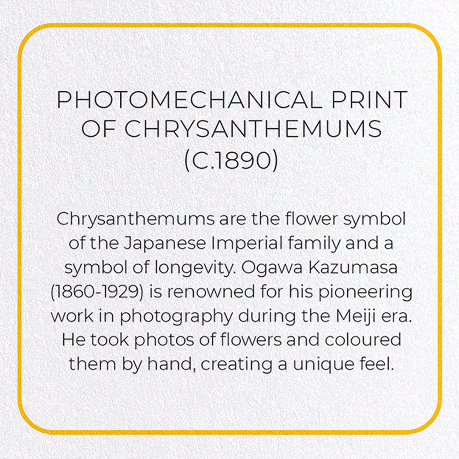 PHOTOMECHANICAL PRINT OF CHRYSANTHEMUMS (C.1890)