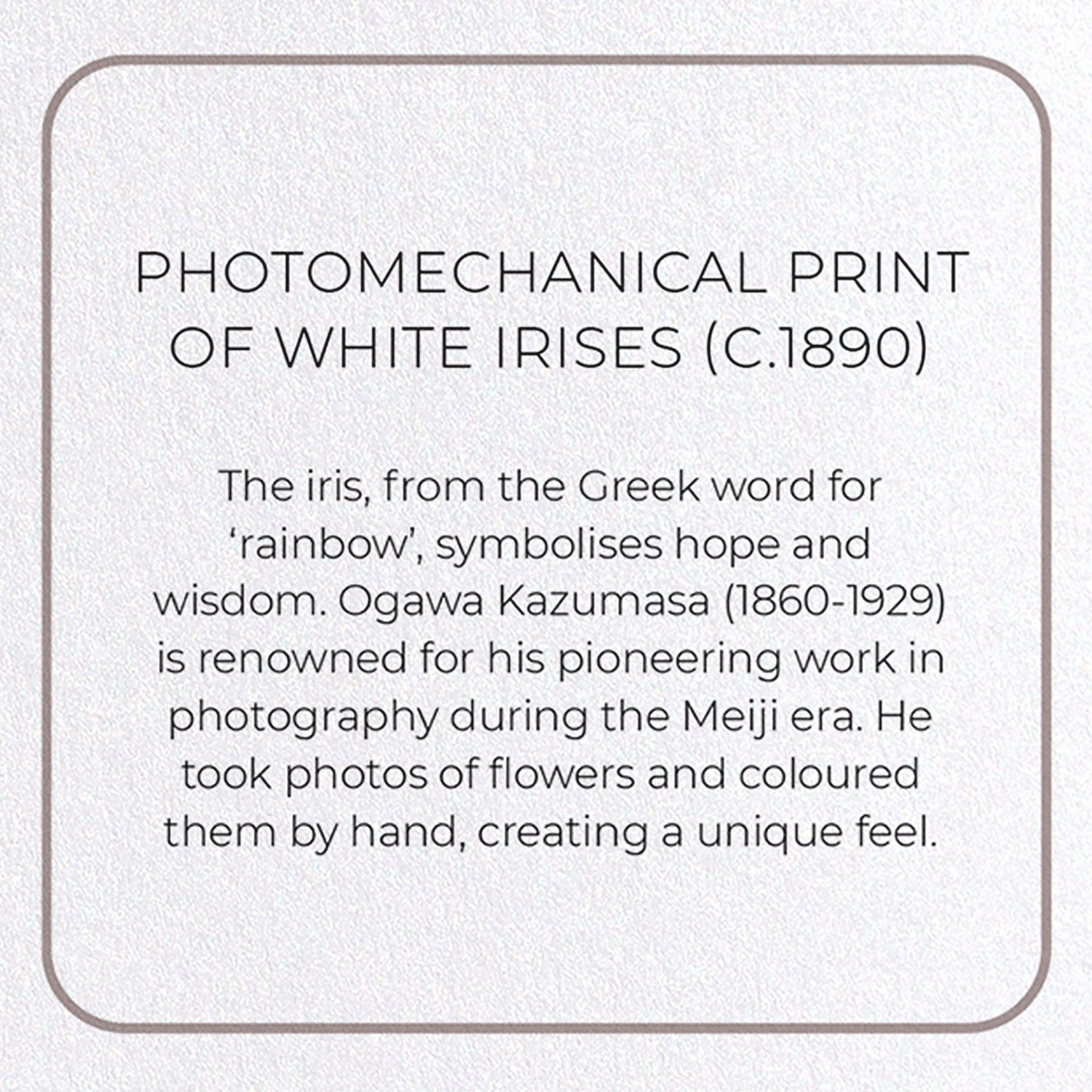 PHOTOMECHANICAL PRINT OF WHITE IRISES (C.1890)