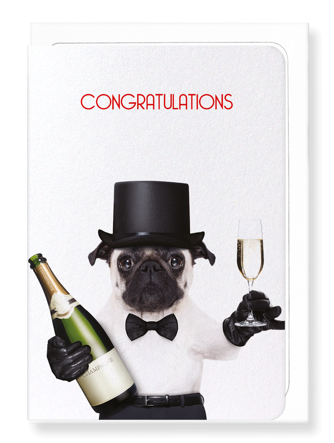 Japanese Greeting Card: Congratulations from mr pug - Ezen Designs