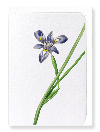 Ezen Designs - Sisyrinchium iris (detail) - Greeting Card - Front