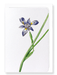 Ezen Designs - Sisyrinchium iris (detail) - Greeting Card - Front
